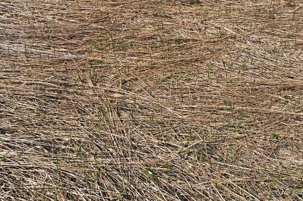 Сухой травяной фон с новыми побегами — стоковое фото