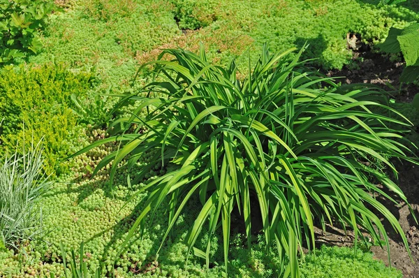 stock image Green flower bed