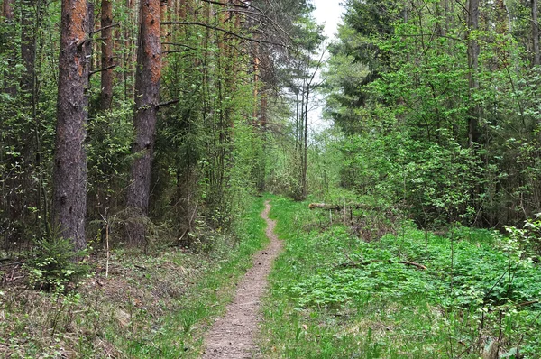 Stretta strada a piedi nella foresta — Foto Stock