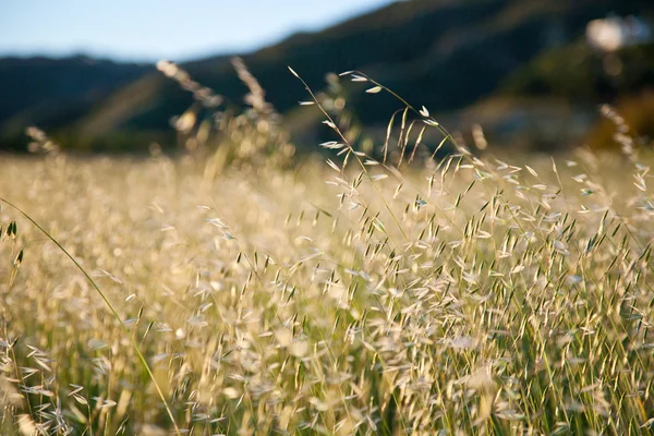 stock image Dry Grass