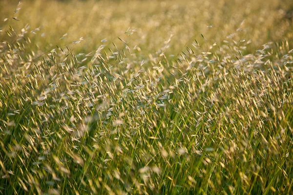 stock image Dry Grass