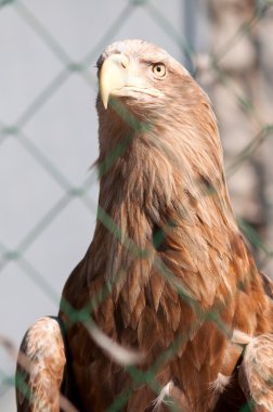 Ak kuyruklu kartal