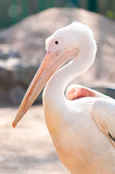 stock image White Pelican