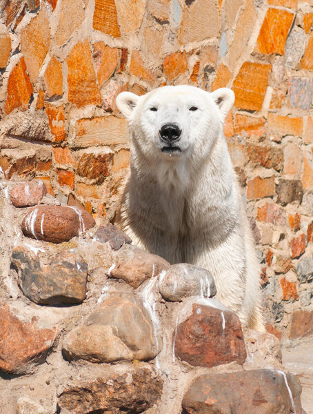 Урсус приморский
