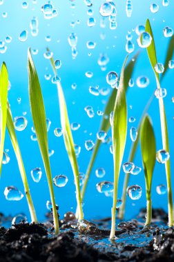 Grass and rain clipart