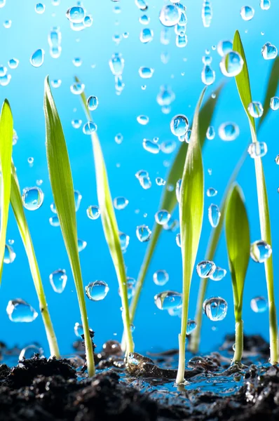 Gräs och regn — Stockfoto