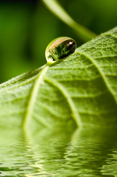 Fresh green leaf — Stock Photo, Image