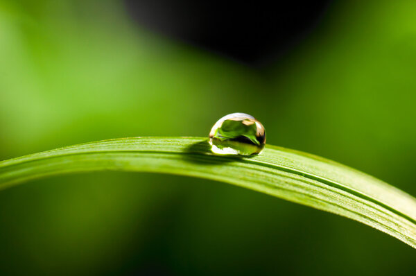 Water drop on grass