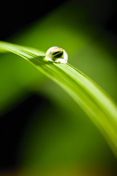 Капля воды на траве — стоковое фото