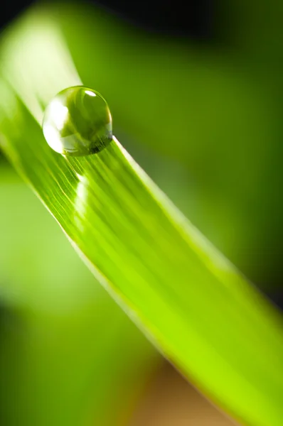 Gota de agua sobre hierba — Foto de Stock