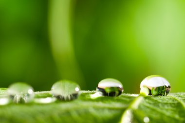 Water drops on fresh green leaf clipart