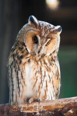 Long-eared Owl clipart