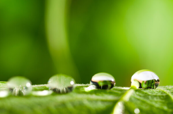 Water drops on fresh green leaf