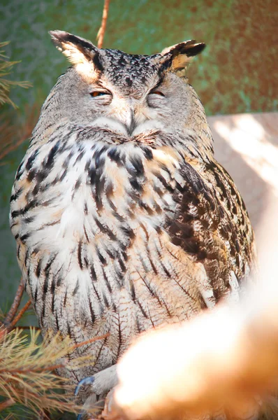Eurasian Eagle-Owl — Stockfoto