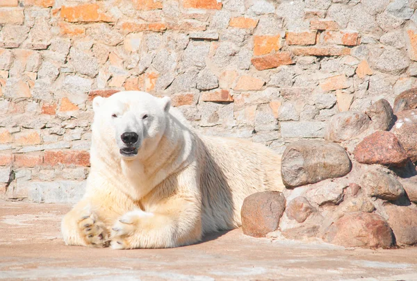 Urso polar — Fotografia de Stock