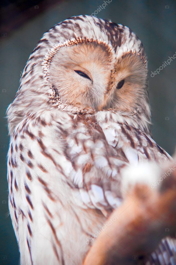 ural owl - stock image