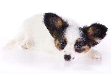 papillon köpek yavrusu