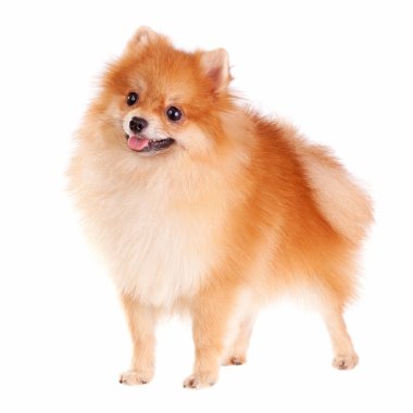 Pomeranian dog clipart