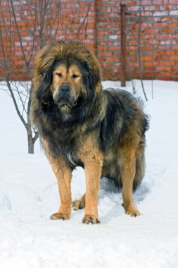 Tibetan Mastiff clipart