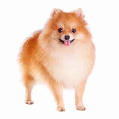 Pomeranian Dog clipart