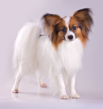 Papillon köpek