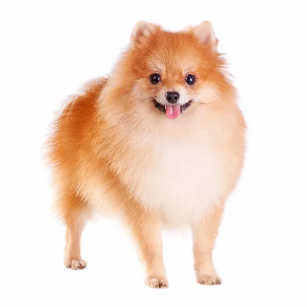 Pomeranian Dog — Stock Photo, Image