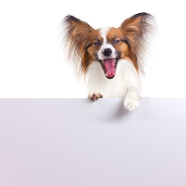 Papillon Dog clipart