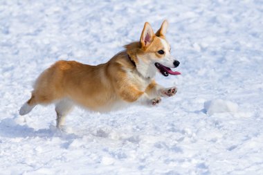 ? embroke Galce Corgi