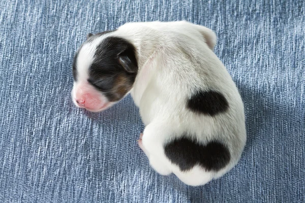 Yeni doğan papillon köpek yavrusu — Stok fotoğraf