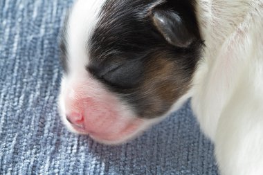 Yeni doğan papillon köpek yavrusu