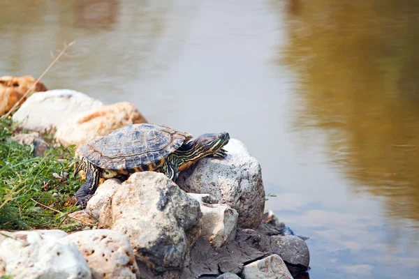 Красноухая слайдерская черепаха — стоковое фото
