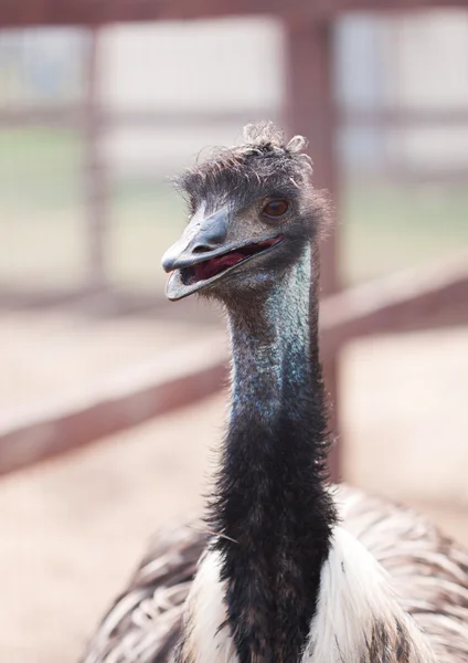 Emu bird — Stock Photo, Image
