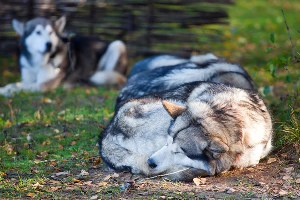 Спляча Аляскинський маламут — стокове фото