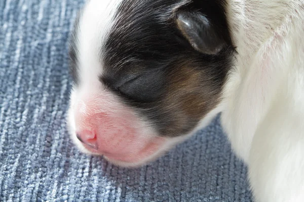 Newborn Papillon puppy — Stock Photo, Image