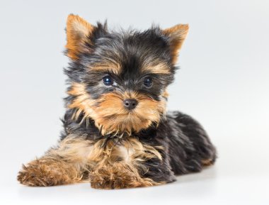 Small puppy Yorkshire Terrier clipart