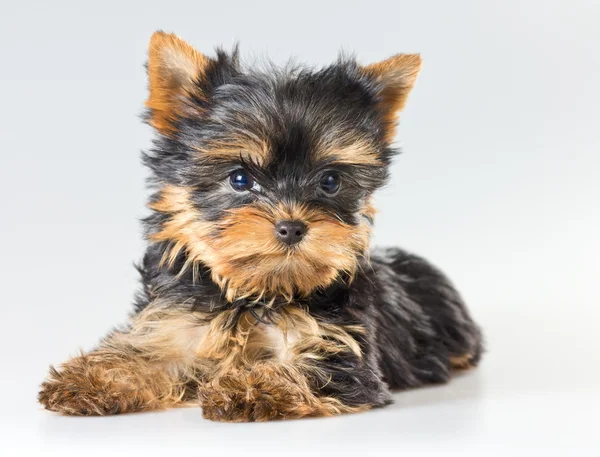 Pequeno cachorro yorkshire terrier — Fotografia de Stock
