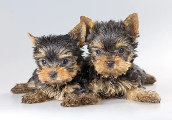 Twee puppies Yorkshire terriër — Stockfoto