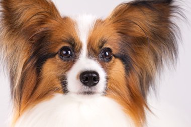 Papillon köpek