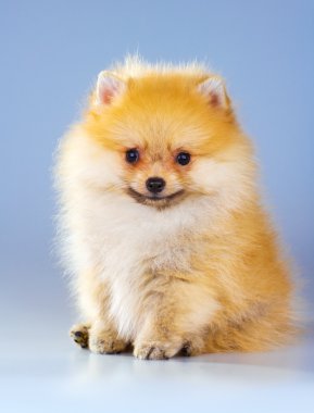Pomeranian köpek yavrusu