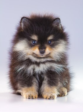 Pomeranian puppy clipart