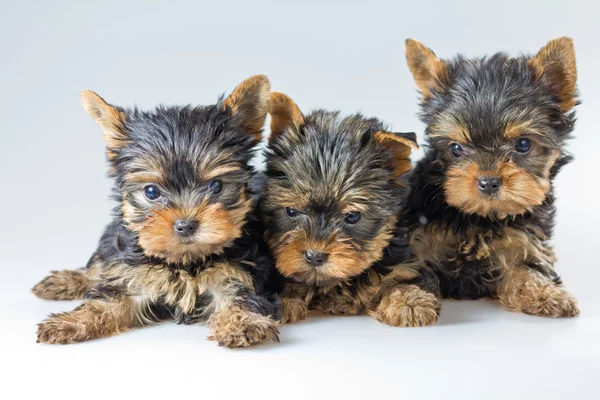 Três cachorros yorkshire terrier — Fotografia de Stock