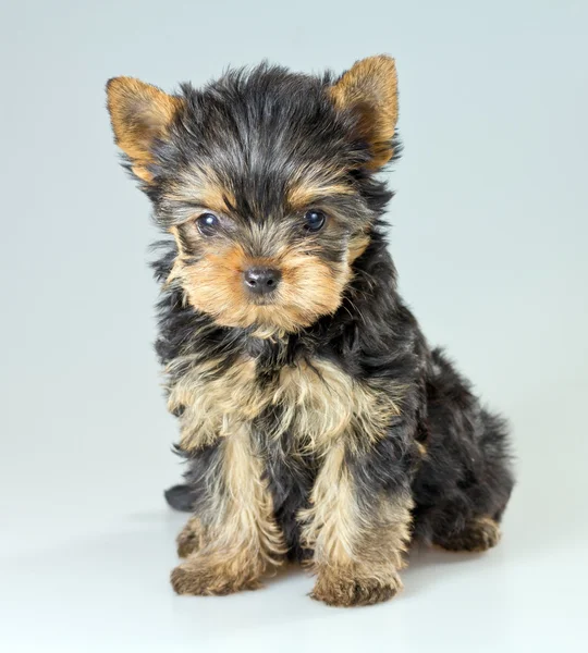 Kleine pup yorkshire Terriër — Stockfoto