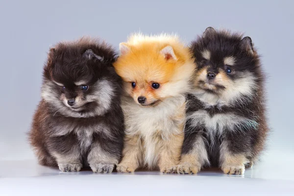 Три померанских щенка — стоковое фото