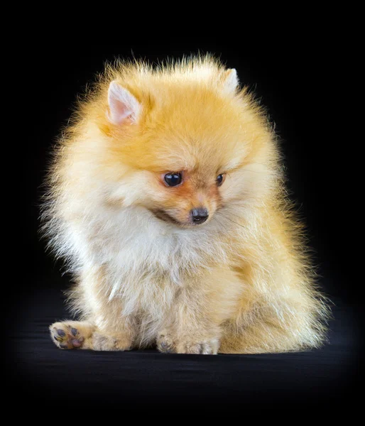 Cãozinho da Pomerânia — Fotografia de Stock