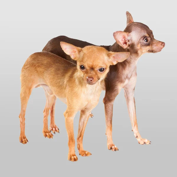Två rysk toy terrier — Stockfoto