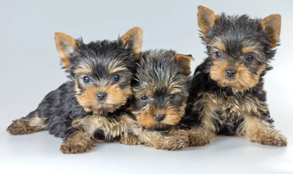 Drie pups yorkshire Terriër — Stockfoto