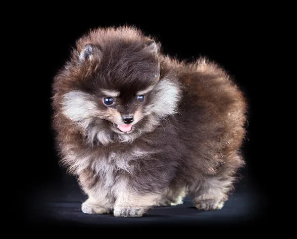 Pomeranian puppy — Stock Photo, Image