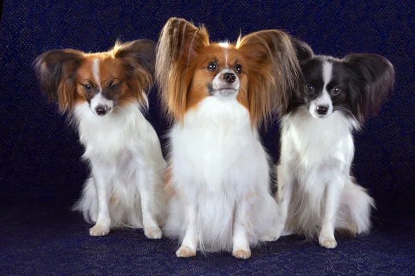 Drei Papillon-Hunde — Stockfoto