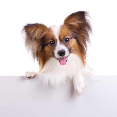 Papillon dog clipart