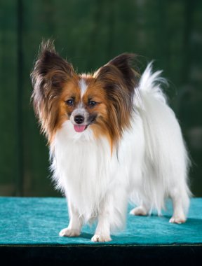 Papillon köpek